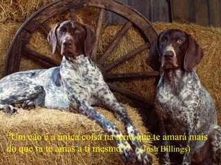 “Um cão é a única coisa na terra que te amará mais do que tu te amas a ti mesmo.”     (Josh Billings)wwwnoticiasdorei.blogspost.com