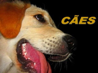 CÃESwwwnoticiasdorei.blogspost.com