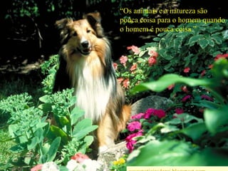 “Os animais e a natureza são pouca coisa para o homem quando o homem é pouca coisa.”wwwnoticiasdorei.blogspost.com