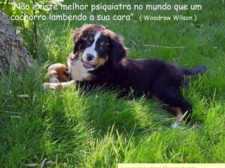 “Não existe melhor psiquiatra no mundo que um cachorro lambendo a sua cara”   ( Woodrow Wilson )wwwnoticiasdorei.blogspost.com