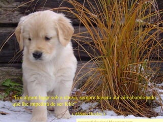 “Em algum lugar sob a chuva, sempre haverá um cão abandonado que lhe impedirá de ser feliz”( Aldous Huxley )wwwnoticiasdorei.blogspost.com
