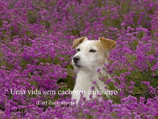“ Uma vida sem cachorro é um erro”                        (Carl Zuckmayer)wwwnoticiasdorei.blogspost.com