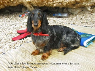 “Os cães não são tudo em nossa vida, mas eles a tornam completa” (Roger Caras)wwwnoticiasdorei.blogspost.com