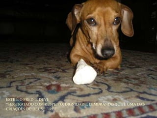 ESTE É O FRED  E DEVE “SER TRATADO COM RESPEITO, DIGNIDADE, LEMBRANDO QUE É UMA DAS CRIAÇÕES DE DEUS....” REI