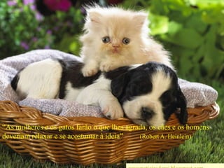 “As mulheres e os gatos farão o que lhes agrada, os cães e os homens deveriam relaxar e se acostumar à ideia”         (Robert A. Heinlein)wwwnoticiasdorei.blogspost.com