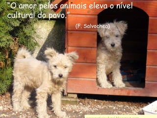 “O amor pelos animais eleva o nível cultural do povo.”                                            (F. Salvochea)wwwnoticiasdorei.blogspost.com