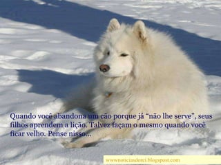 Quando você abandona um cão porque já “não lhe serve”, seus filhos aprendem a lição. Talvez façam o mesmo quando você ficar velho. Pense nisso…wwwnoticiasdorei.blogspost.com
