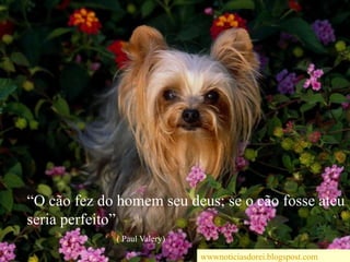 “O cãofez do homemseu deus; se o cãofosseateu seria perfeito”                                         ( Paul Valery)wwwnoticiasdorei.blogspost.com