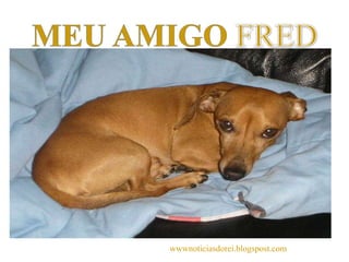 MEU AMIGO FRED wwwnoticiasdorei.blogspost.com 