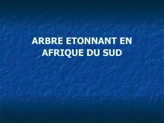 ARBRE ETONNANT EN
AFRIQUE DU SUD
 