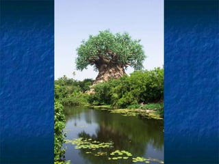 151202   arbre etonnant-en_afrique_du_sud__ch1