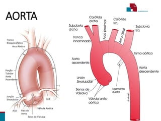 AORTA
 