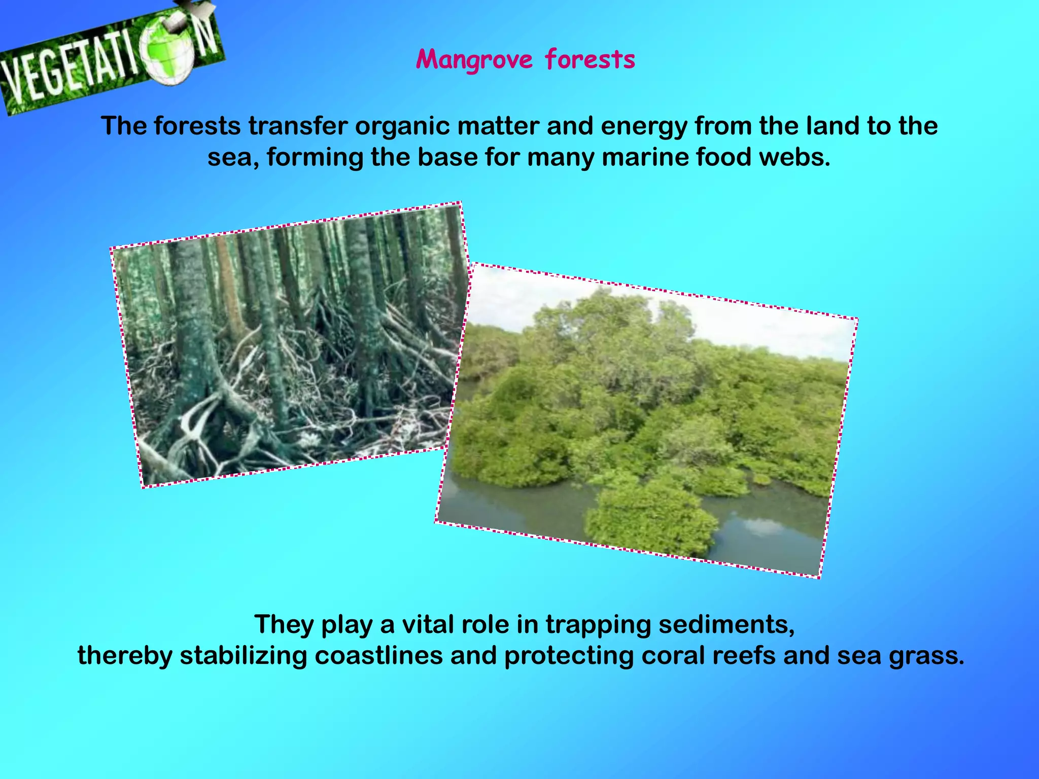 Mangrove forests
The forests transfer organic matter and energy from the land to the
sea, forming the base for many marine food webs.
They play a vital role in trapping sediments,
thereby stabilizing coastlines and protecting coral reefs and sea grass.
 