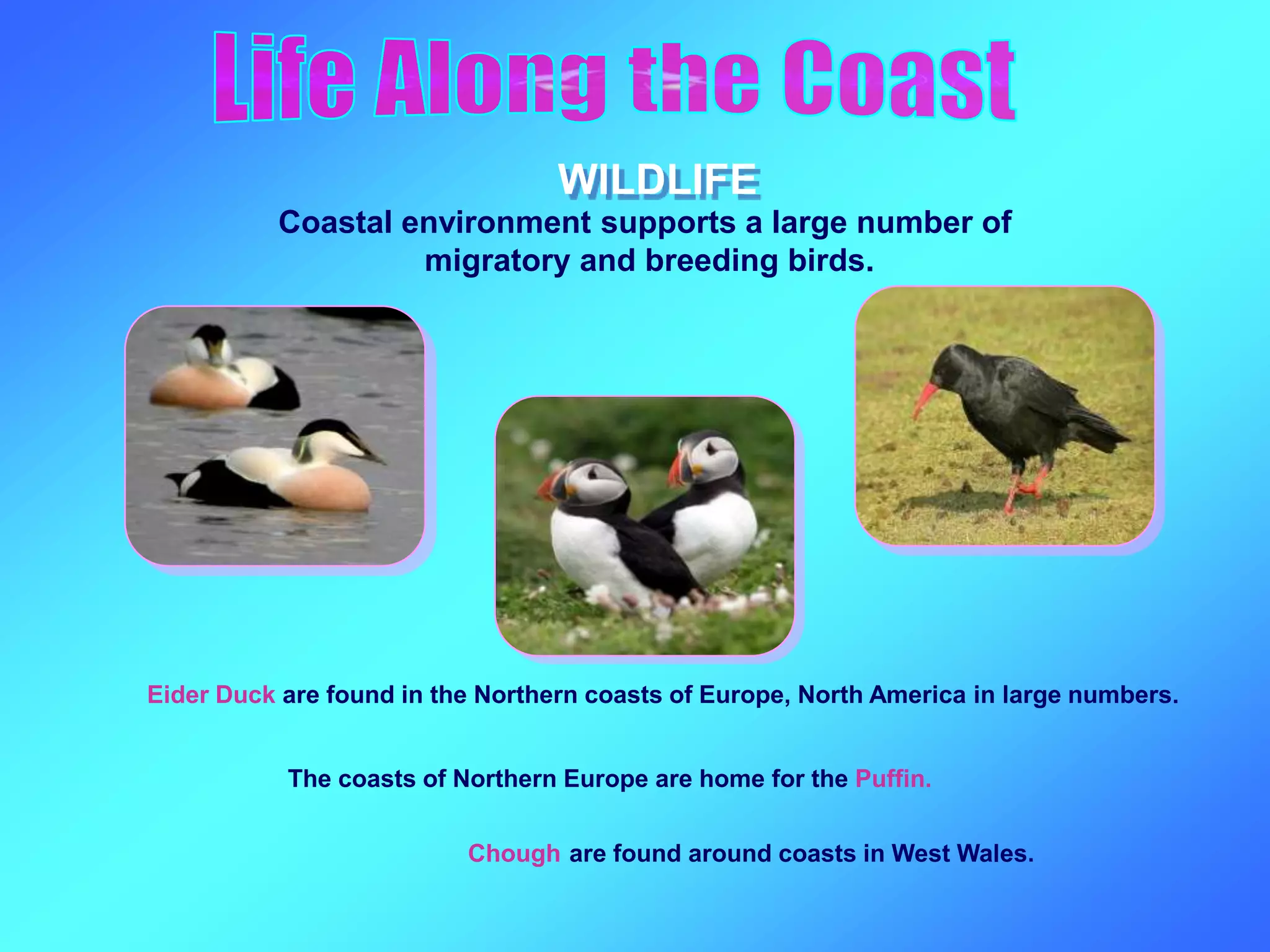 WILDLIFE
Coastal environment supports a large number of
migratory and breeding birds.
The coasts of Northern Europe are home for the Puffin.
Chough are found around coasts in West Wales.
Eider Duck are found in the Northern coasts of Europe, North America in large numbers.
 