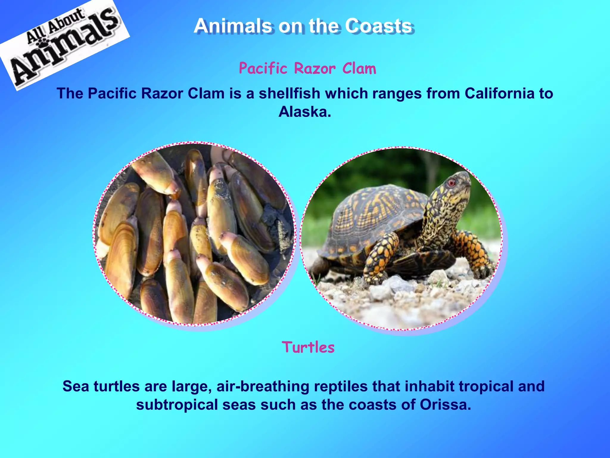 Animals on the Coasts
The Pacific Razor Clam is a shellfish which ranges from California to
Alaska.
Pacific Razor Clam
Sea turtles are large, air-breathing reptiles that inhabit tropical and
subtropical seas such as the coasts of Orissa.
Turtles
 