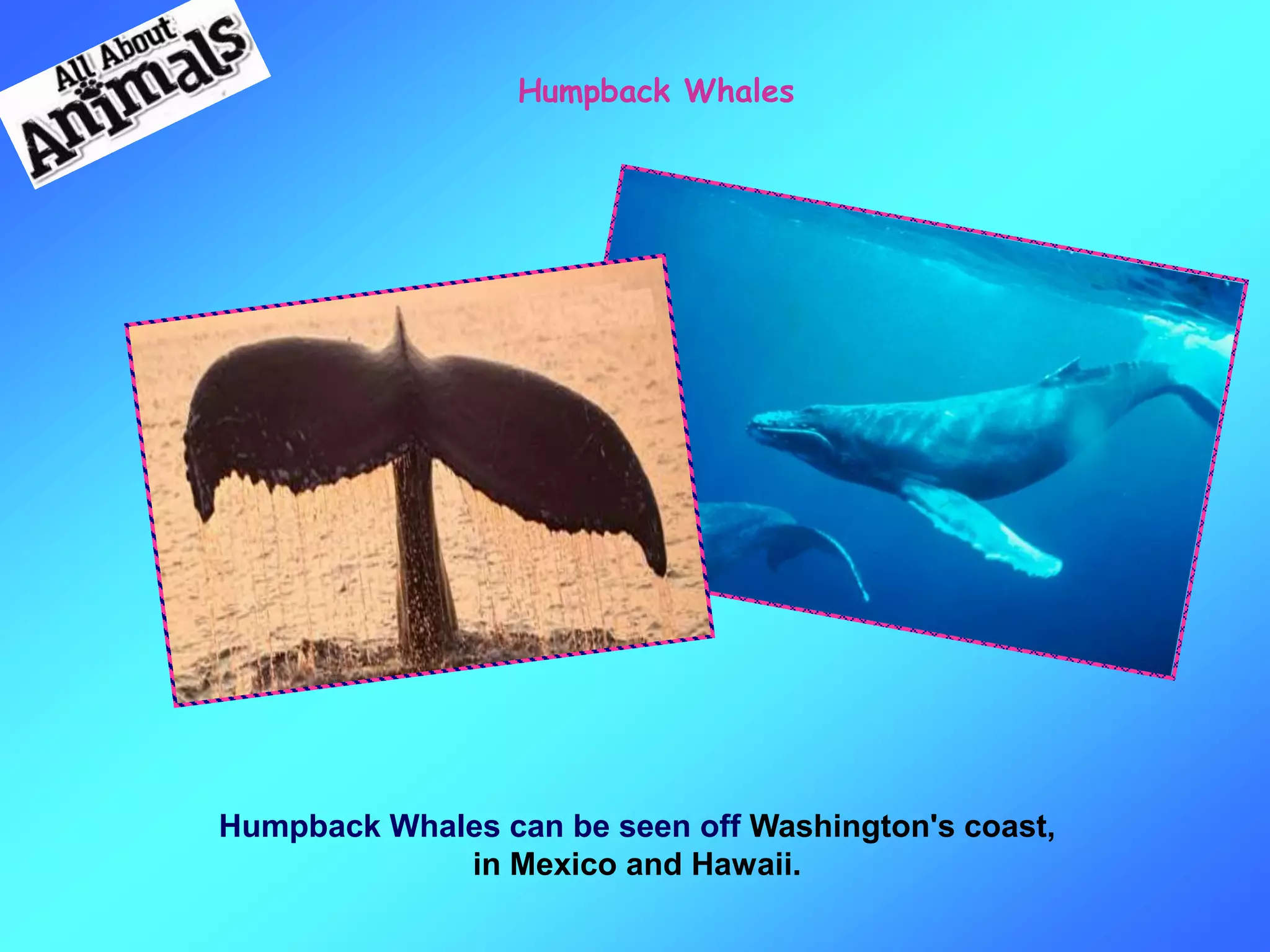 Humpback Whales can be seen off Washington's coast,
in Mexico and Hawaii.
Humpback Whales
 