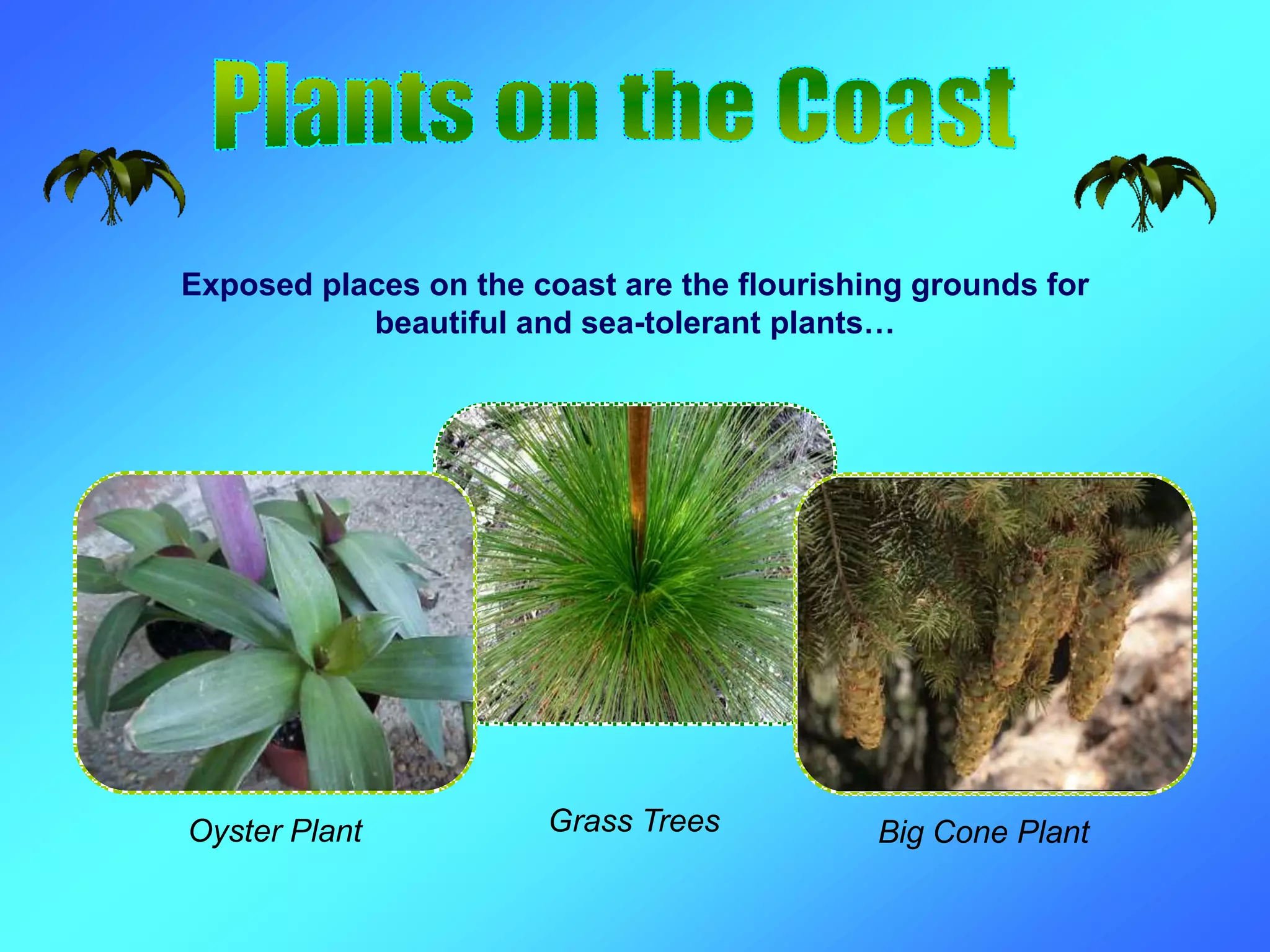 Grass TreesOyster Plant Big Cone Plant
Exposed places on the coast are the flourishing grounds for
beautiful and sea-tolerant plants…
 