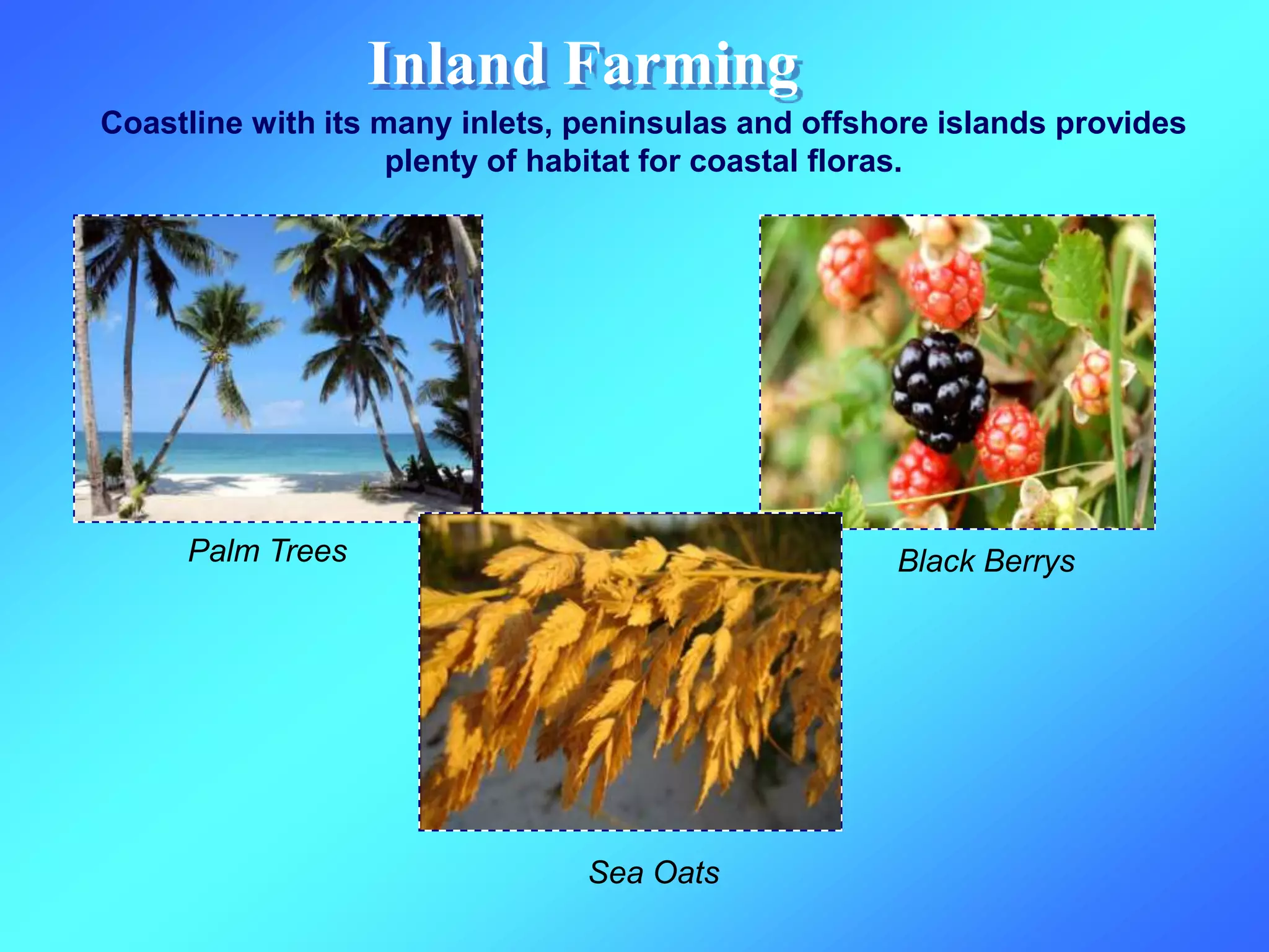 Inland Farming
Coastline with its many inlets, peninsulas and offshore islands provides
plenty of habitat for coastal floras.
Palm Trees Black Berrys
Sea Oats
 