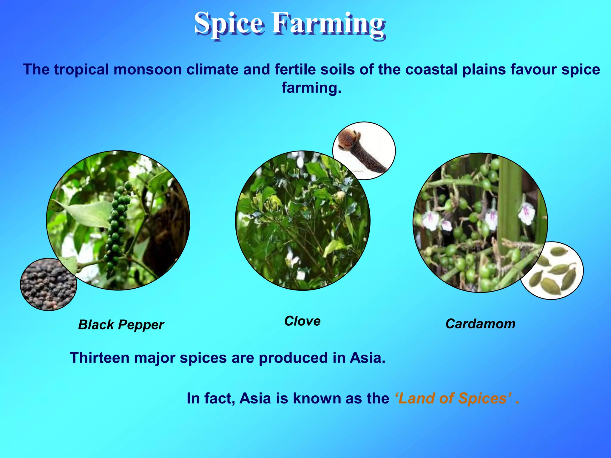 The tropical monsoon climate and fertile soils of the coastal plains favour spice
farming.
In fact, Asia is known as the ‘Land of Spices’ .
Thirteen major spices are produced in Asia.
Spice Farming
Black Pepper Clove Cardamom
 