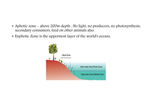 • Aphotic zone - above 200m depth , No light, no producers, no photosynthesis,
secondary consumers, feed on other animals also.
• Euphotic Zone is the uppermost layer of the world's oceans.
 