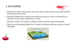 3. ESTUARIES
• Estuaries are the coastal areas where the saline waters of the ocean meet with the
fresh water of the rivers.
• Estuarine habitats are usually very productive because of the accumulation of
nutrients from a large catchment of a river
• Estuarine waters are used for cooling of water in power generation plants
• These are the breeding habitat for a variety of Shrimp and Prawn species, oysters
and fishes.
 