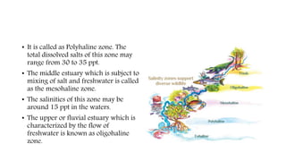• It is called as Polyhaline zone. The
total dissolved salts of this zone may
range from 30 to 35 ppt.
• The middle estuary which is subject to
mixing of salt and freshwater is called
as the mesohaline zone.
• The salinities of this zone may be
around 15 ppt in the waters.
• The upper or fluvial estuary which is
characterized by the flow of
freshwater is known as oligohaline
zone.
 