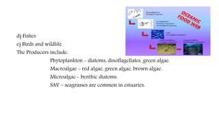 d) Fishes
e) Birds and wildlife
The Producers include:
Phytoplankton - diatoms, dinoflagellates, green algae.
Macroalgae - red algae, green algae, brown algae.
Microalgae - benthic diatoms.
SAV – seagrasses are common in estuaries.
 