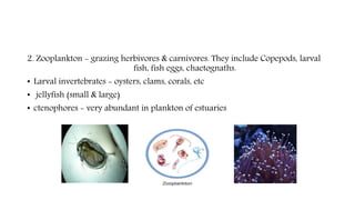 2. Zooplankton - grazing herbivores & carnivores. They include Copepods, larval
fish, fish eggs, chaetognaths.
• Larval invertebrates - oysters, clams, corals, etc
• jellyfish (small & large)
• ctenophores - very abundant in plankton of estuaries
 