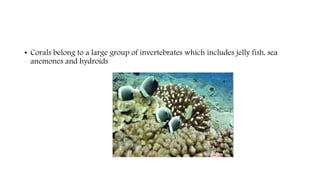 • Corals belong to a large group of invertebrates which includes jelly fish, sea
anemones and hydroids
 