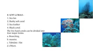 B. SOFT CORALS :
1. Sea fan
2. Bushy soft coral
3. Sea feather
4. Black coral.
The live hard corals can be divided into
four major forms:
a. Branching
b. massive
c. Tabulate / flat
d. Others.
 