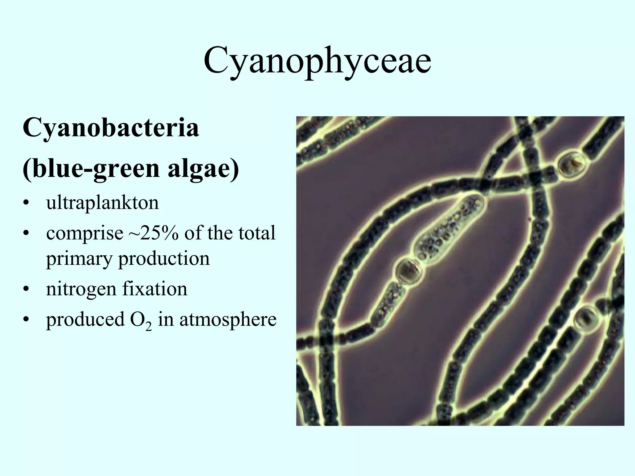 Cyanophyceae
Cyanobacteria
(blue-green algae)
• ultraplankton
• comprise ~25% of the total
  primary production
• nitrogen fixation
• produced O2 in atmosphere
 