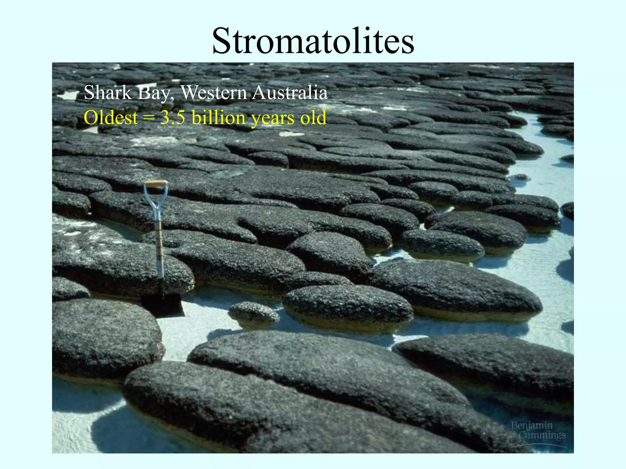 Stromatolites
Shark Bay, Western Australia
Oldest = 3.5 billion years old
 