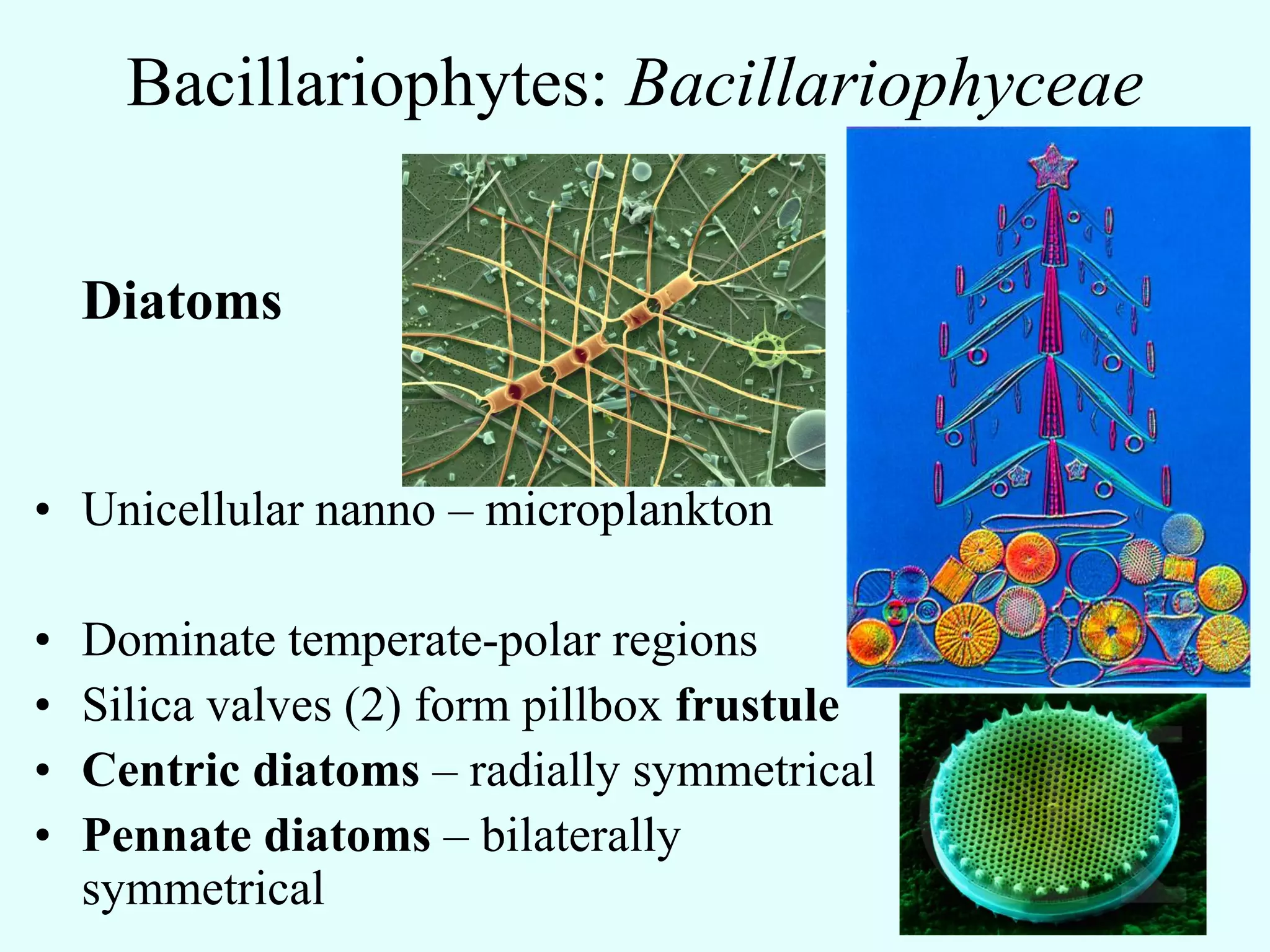 Bacillariophytes: Bacillariophyceae


    Diatoms


• Unicellular nanno – microplankton

•   Dominate temperate-polar regions
•   Silica valves (2) form pillbox frustule
•   Centric diatoms – radially symmetrical
•   Pennate diatoms – bilaterally
    symmetrical
 
