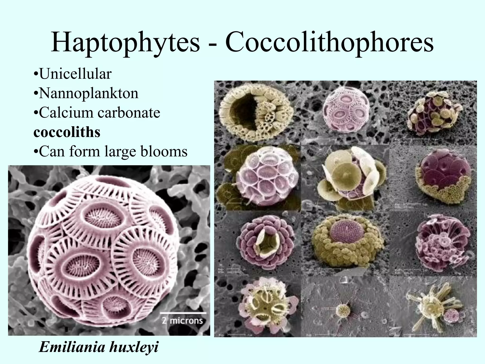Haptophytes - Coccolithophores
•Unicellular
•Nannoplankton
•Calcium carbonate
coccoliths
•Can form large blooms




Emiliania huxleyi
 