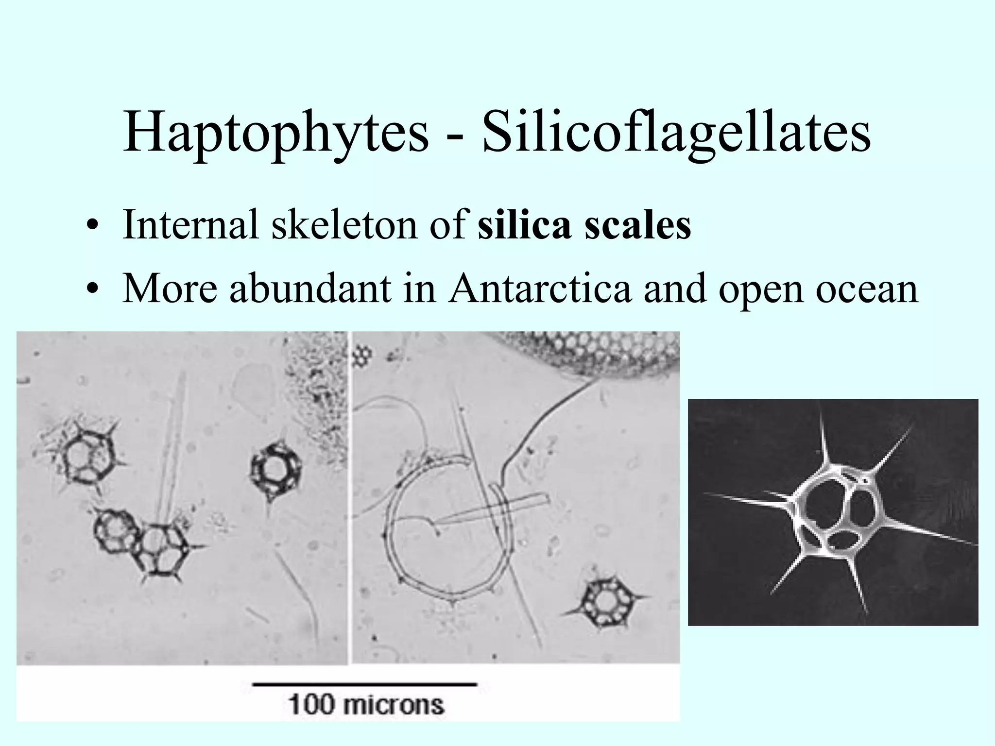 Haptophytes - Silicoflagellates
• Internal skeleton of silica scales
• More abundant in Antarctica and open ocean
 