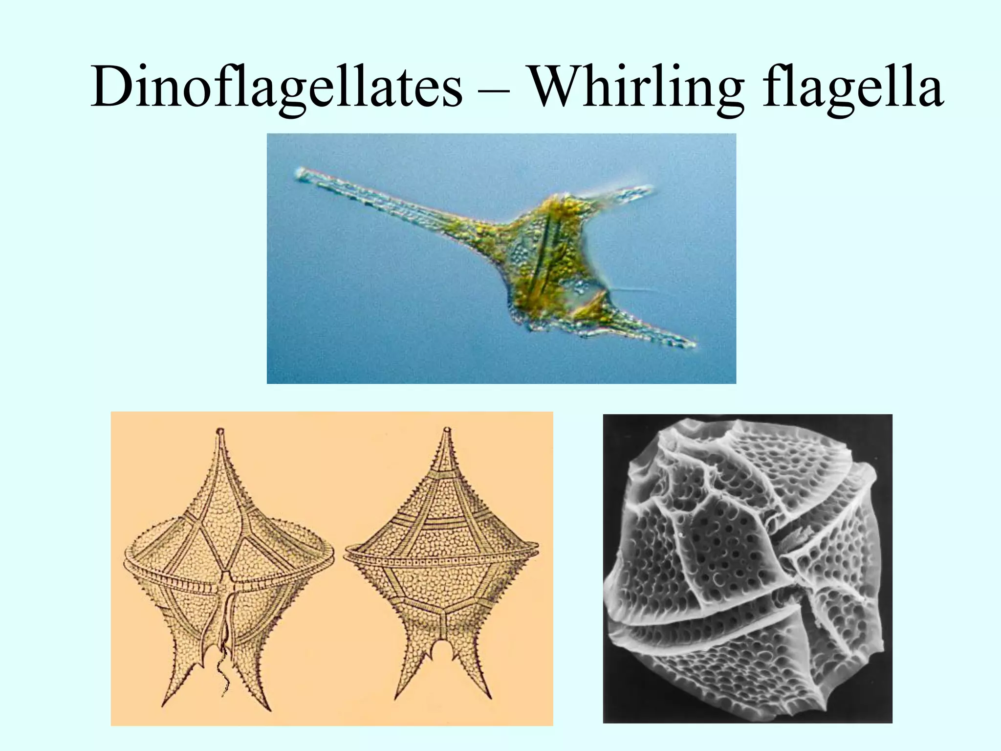 Dinoflagellates – Whirling flagella
 