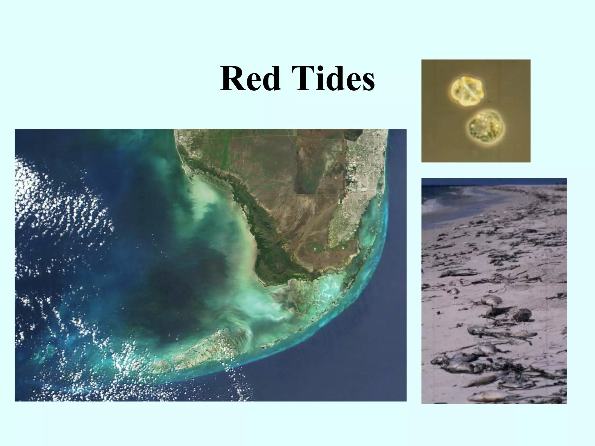Red Tides
 