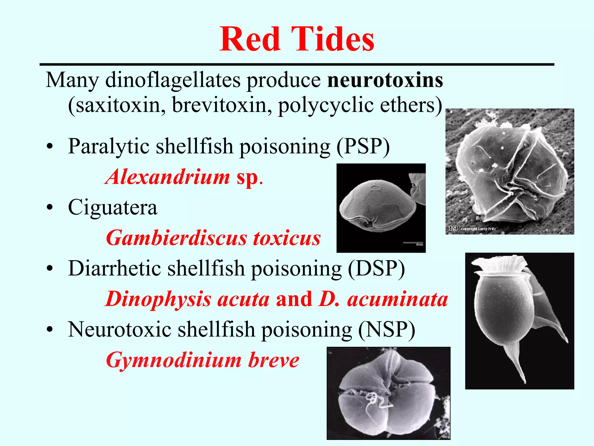 Red Tides
Many dinoflagellates produce neurotoxins
 (saxitoxin, brevitoxin, polycyclic ethers)
• Paralytic shellfish poisoning (PSP)
      Alexandrium sp.
• Ciguatera
      Gambierdiscus toxicus
• Diarrhetic shellfish poisoning (DSP)
      Dinophysis acuta and D. acuminata
• Neurotoxic shellfish poisoning (NSP)
      Gymnodinium breve
 