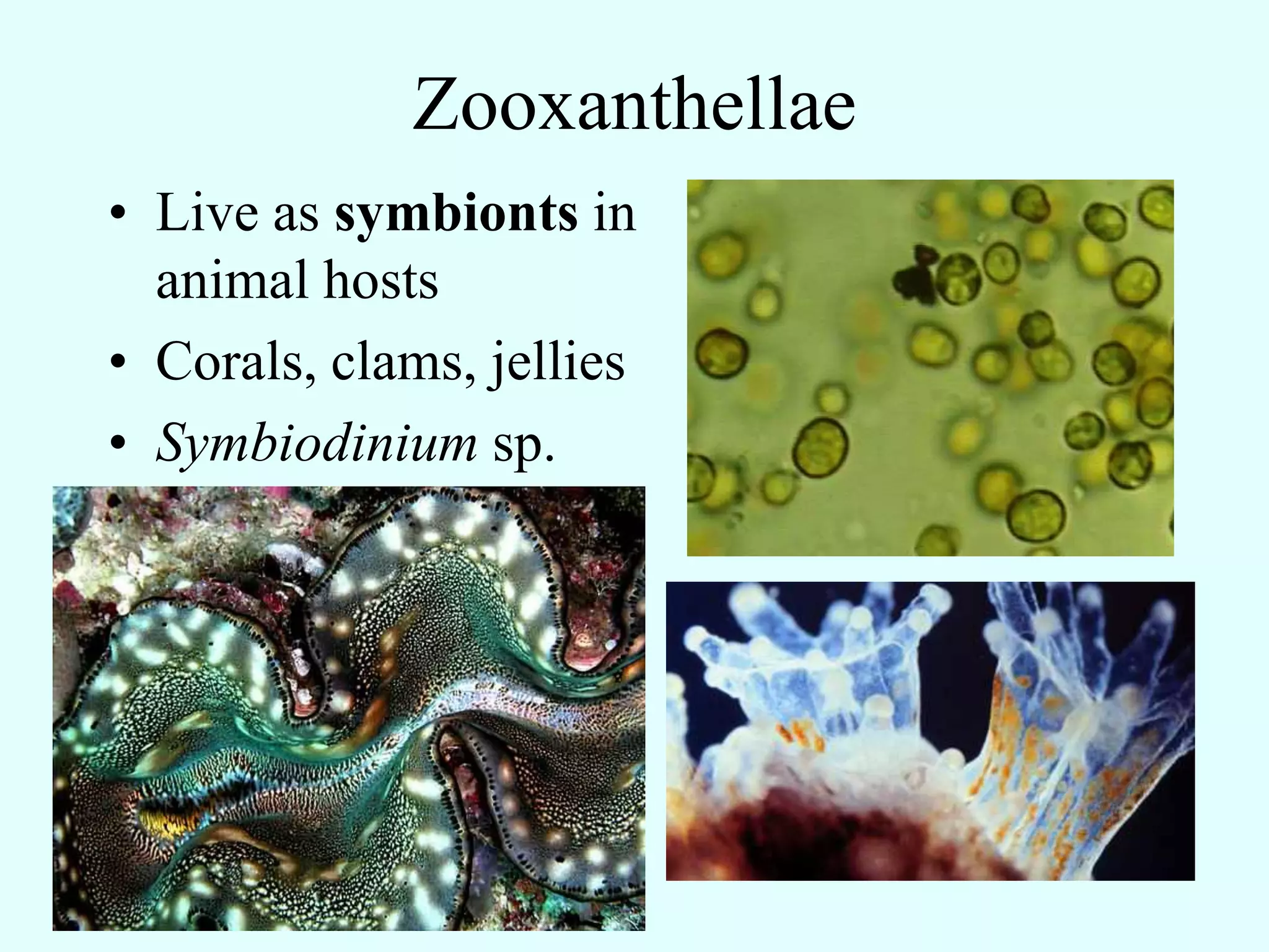 Zooxanthellae
• Live as symbionts in
  animal hosts
• Corals, clams, jellies
• Symbiodinium sp.
 