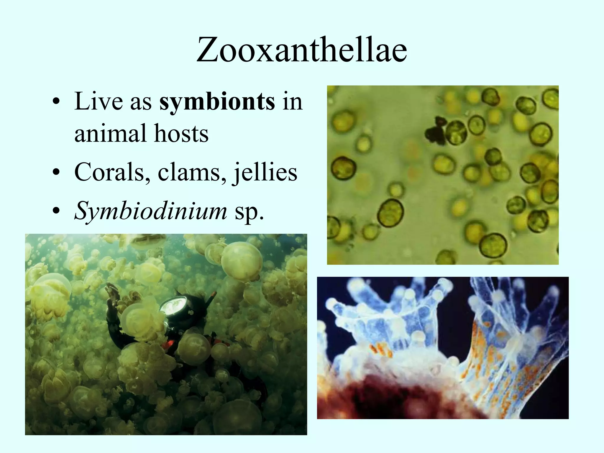 Zooxanthellae
• Live as symbionts in
  animal hosts
• Corals, clams, jellies
• Symbiodinium sp.
 