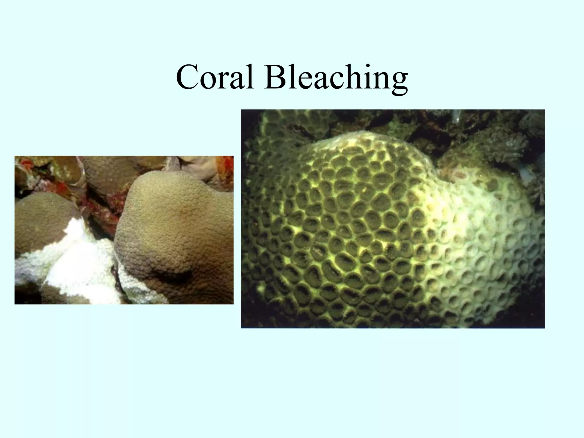 Coral Bleaching
 