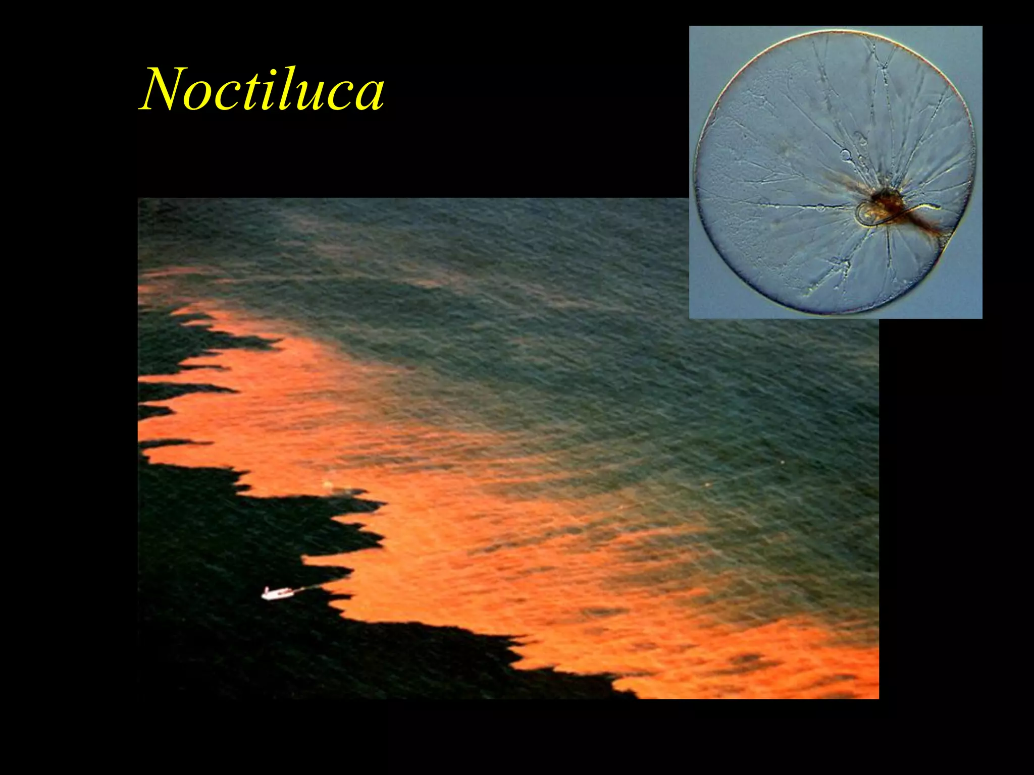 Noctiluca
 