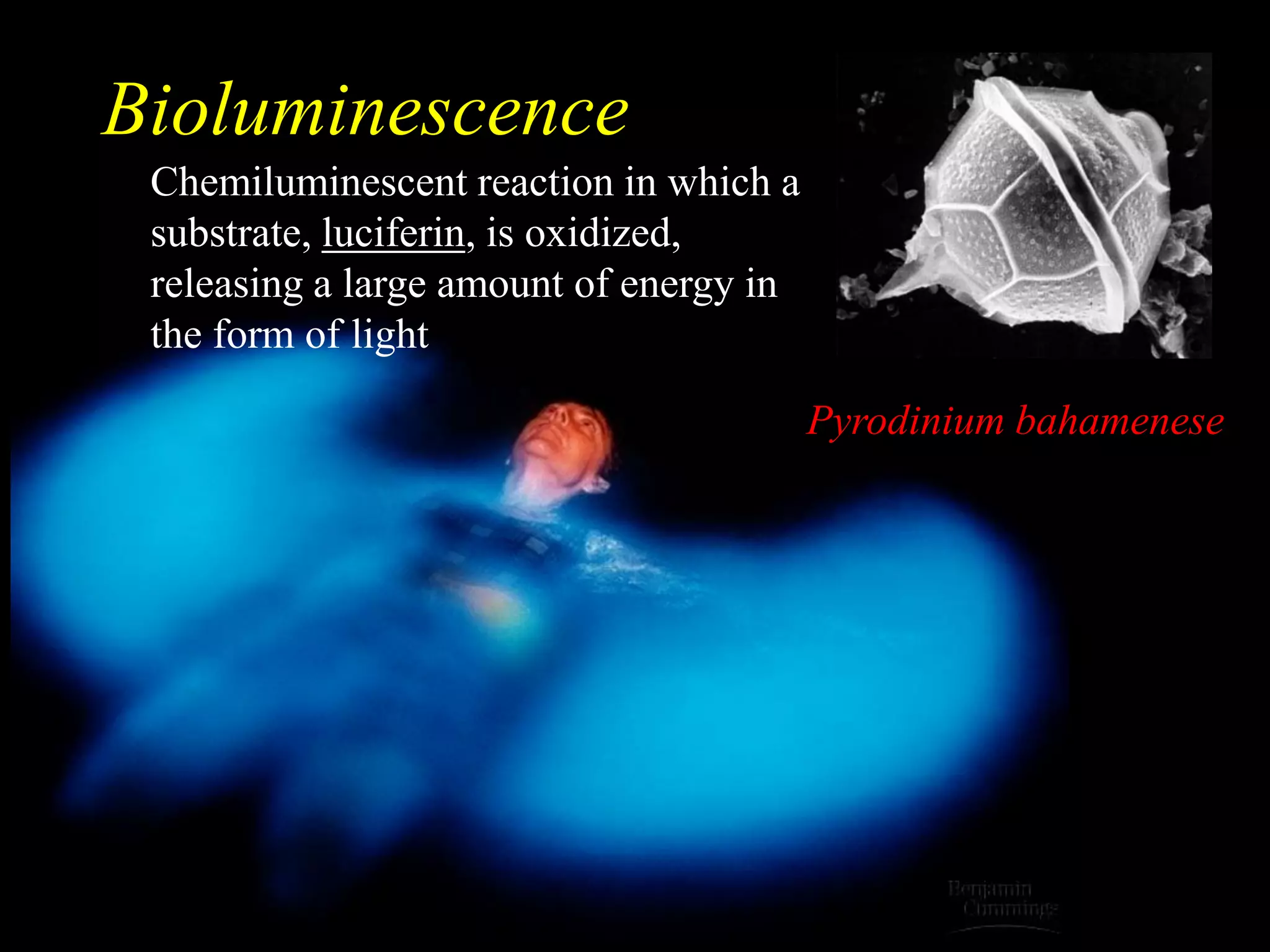 Bioluminescence
 Chemiluminescent reaction in which a
 substrate, luciferin, is oxidized,
 releasing a large amount of energy in
 the form of light

                                         Pyrodinium bahamenese
 