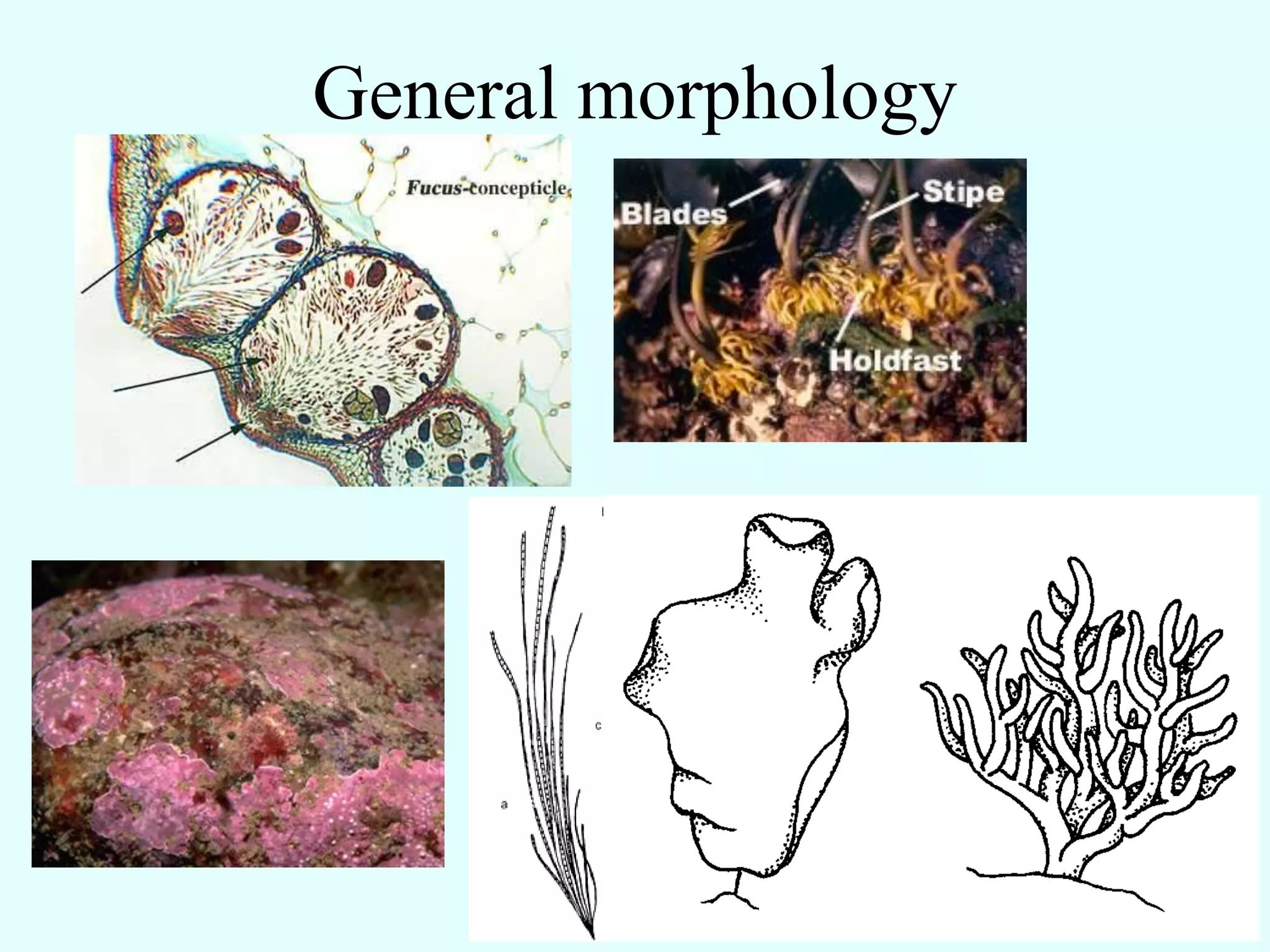 General morphology
 