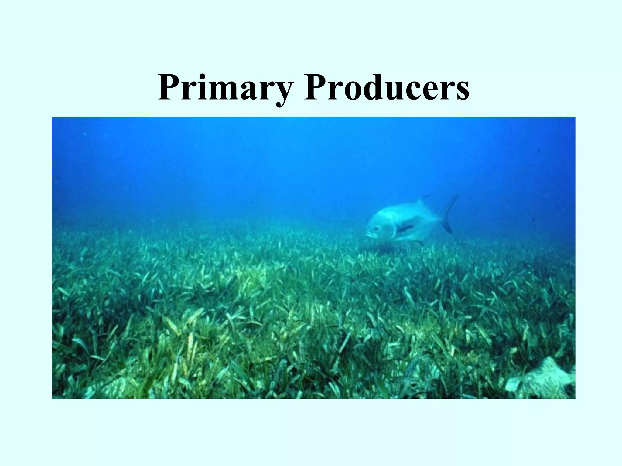 Primary Producers
 