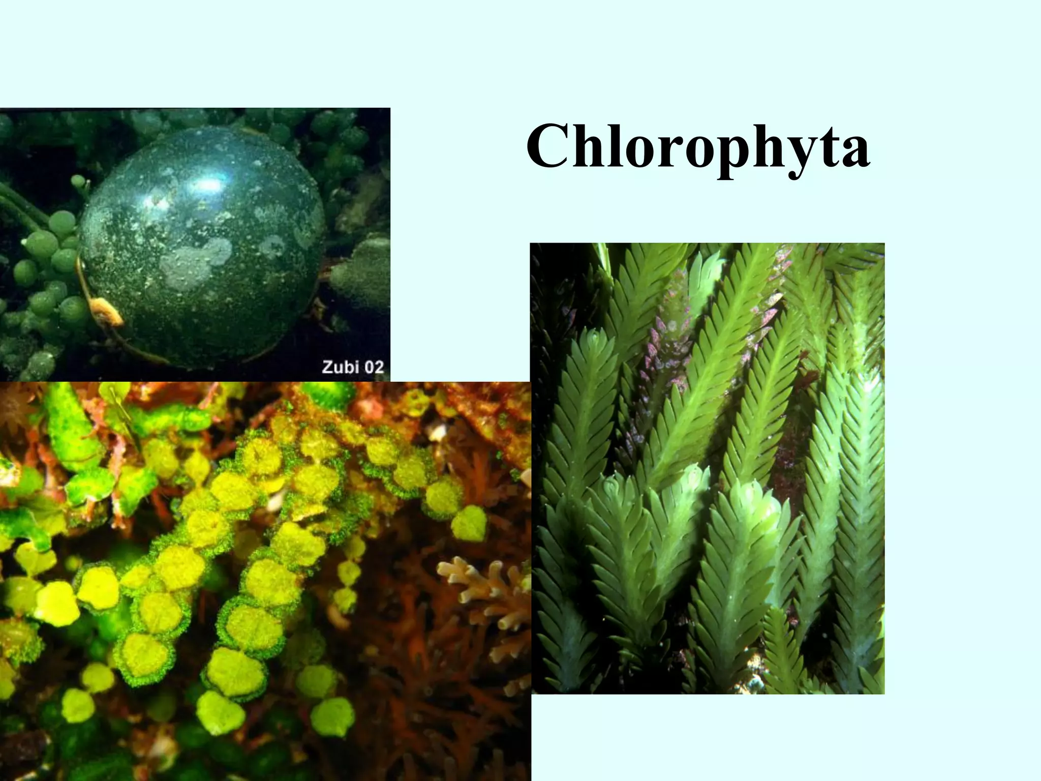 Chlorophyta
 