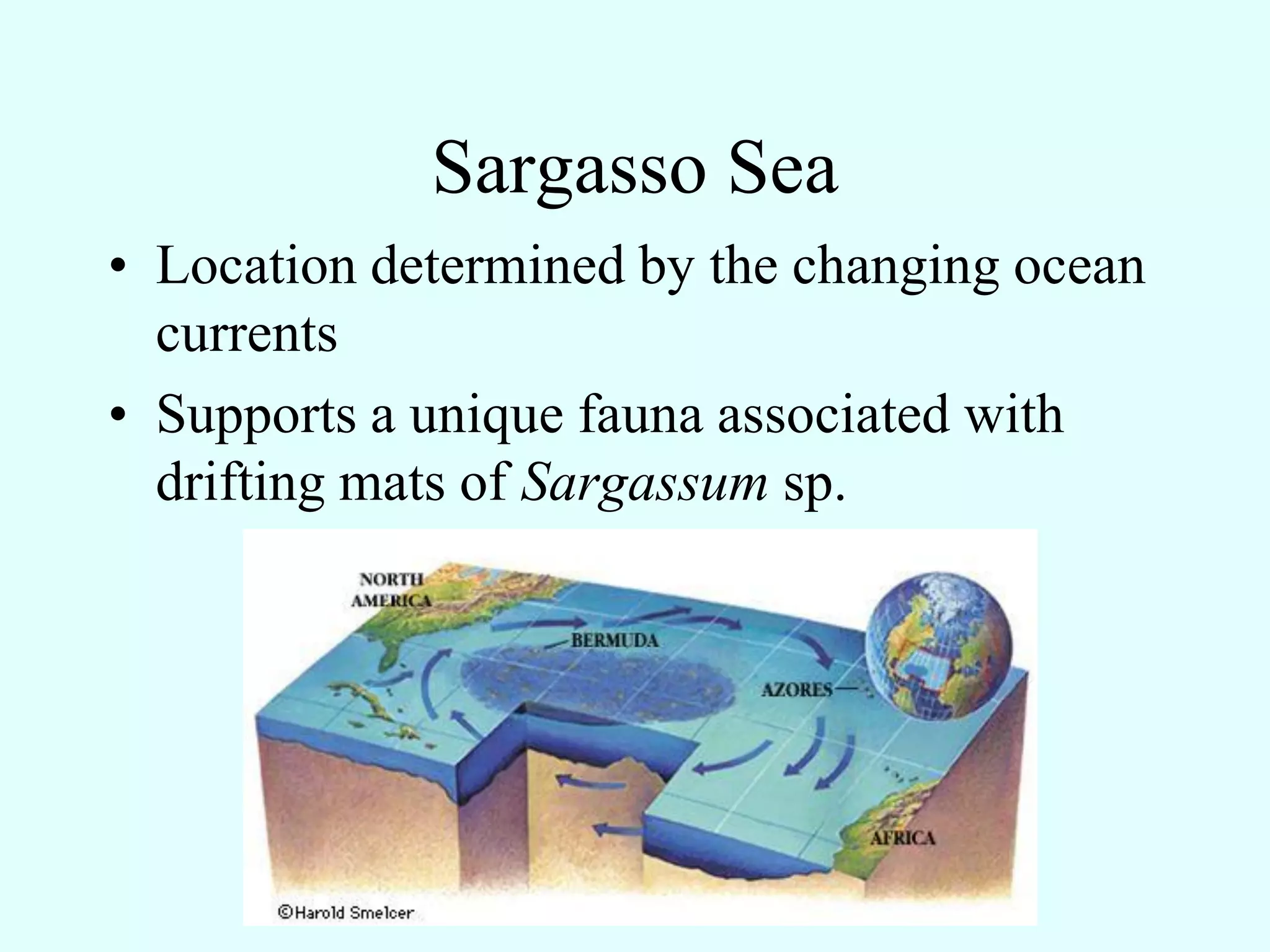Sargasso Sea
• Location determined by the changing ocean
  currents
• Supports a unique fauna associated with
  drifting mats of Sargassum sp.
 