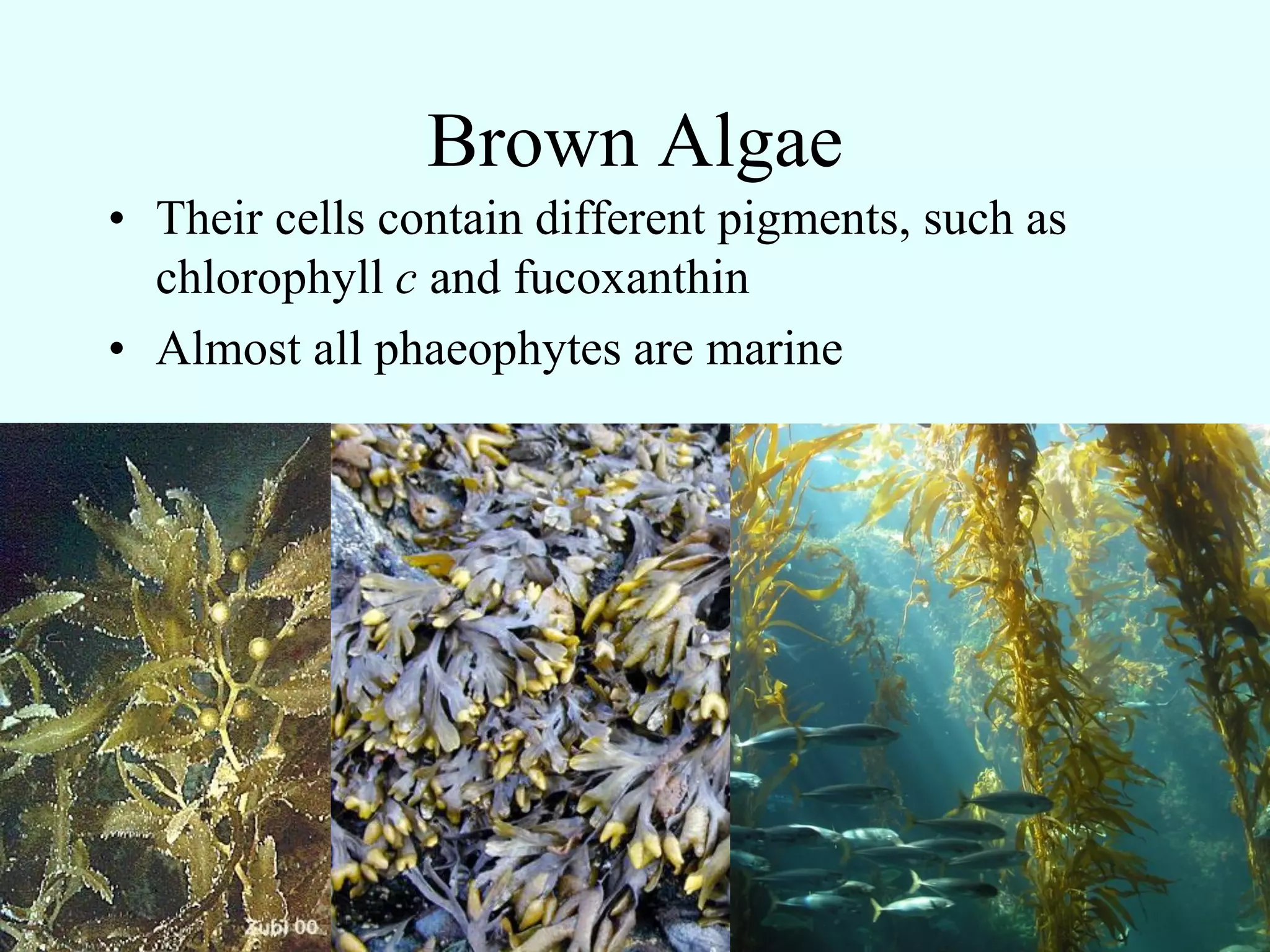 Brown Algae
• Their cells contain different pigments, such as
  chlorophyll c and fucoxanthin
• Almost all phaeophytes are marine
 