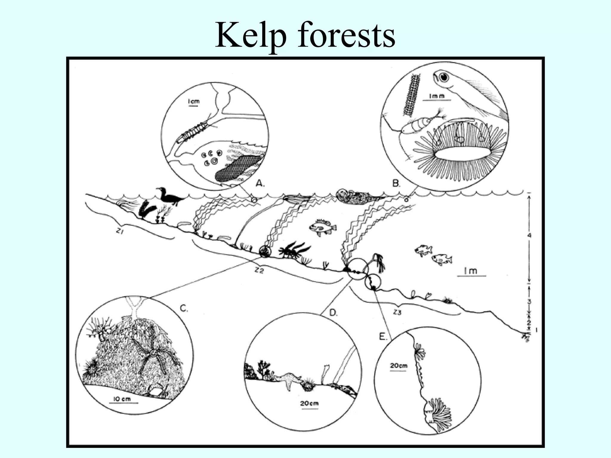 Kelp forests
 