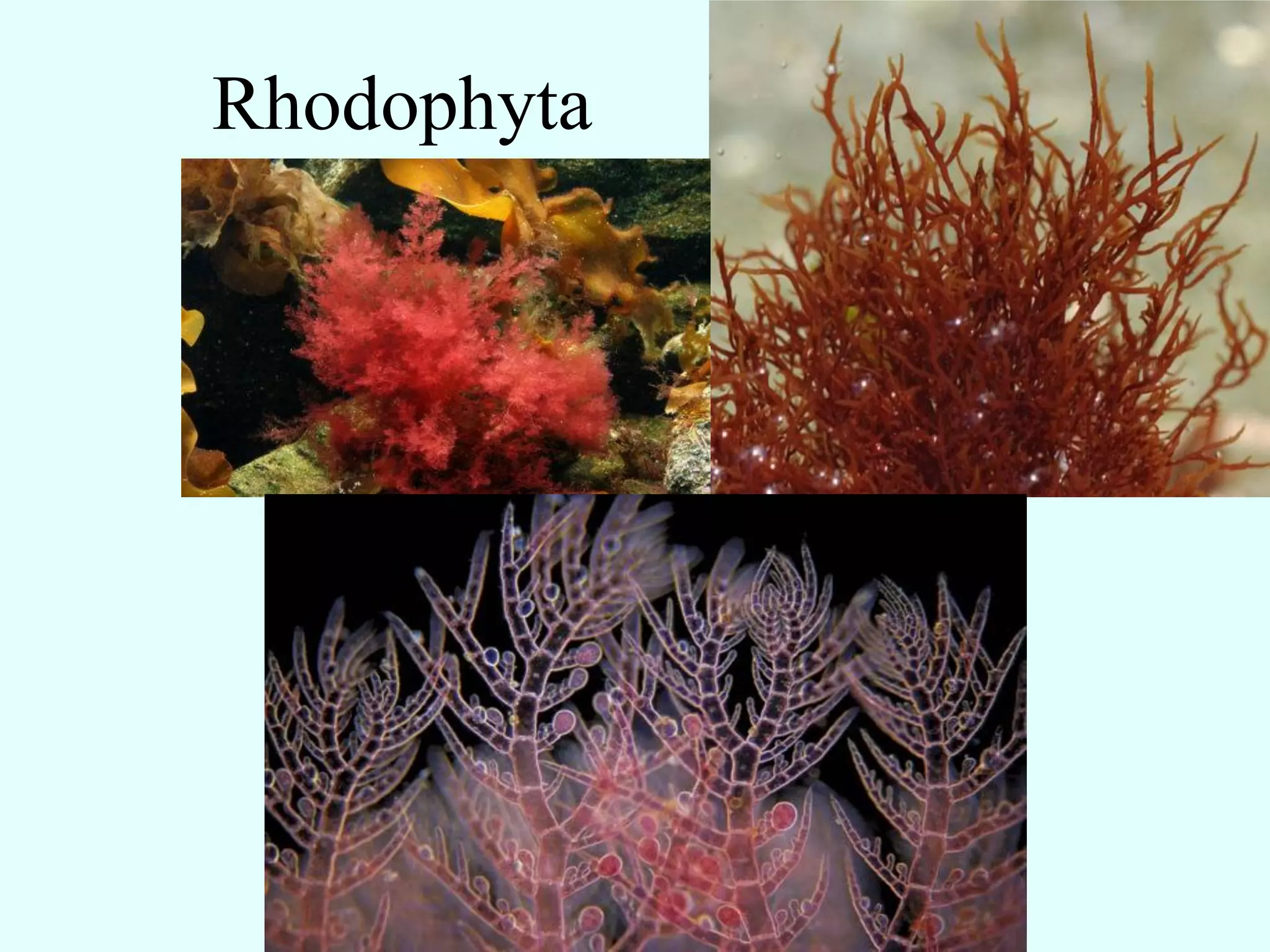 Rhodophyta
 